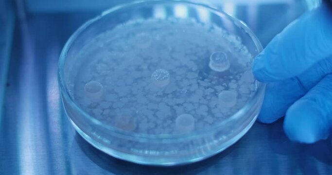 In a closed glass box, placed on a special table, a petri dish with bacteria colonies. Scientist scrolls a Petri dish, close-up.