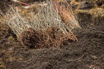Tree planting is the process of transplanting tree seedlings, generally for forestry, land reclamation, or landscaping purpose