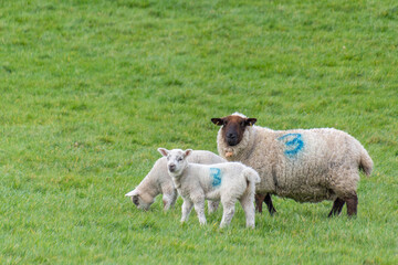 Fototapeta premium female sheep with her young lamb, facing forward in green meadow. The little lamb is nuzzling up to her mother