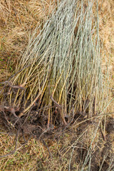 Tree planting is the process of transplanting tree seedlings, generally for forestry, land reclamation, or landscaping purpose