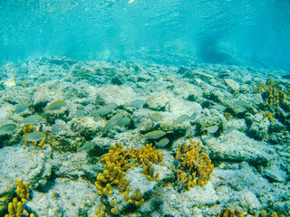 Fototapeta na wymiar Underwater fish group swimming around rocks, yellow corals and seaweed in blue clear water of Ionian Sea in Greece. Diving, watching fish deep in wild sea
