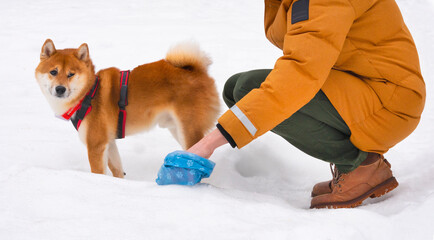 Man cleaning up poop after his shiba inu dog pet during winter time standing in a white fresh snow.