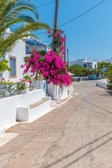 Fototapeta na wymiar Traditional alley with narrow street, whitewashed houses and a blooming bougainvillea in Avlemona Kythira island, Greece.