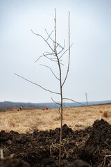 Tree planting is the process of transplanting tree seedlings, generally for forestry, land reclamation, or landscaping purpose