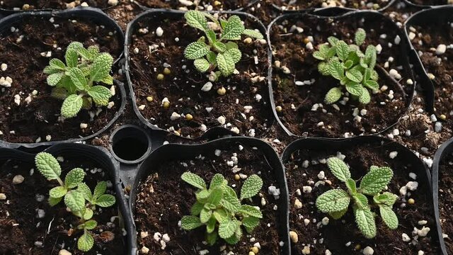 shoots of herb plants growing in the greenhouse
