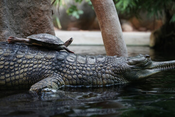 Small turtle sitting on crocodile, rare cute picture in nature close-up