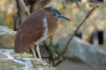 Nankeen night heron (Nycticorax caledonicus) australian bird close-up view