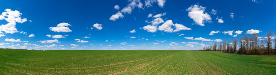 Fototapeta na wymiar Panoramic field of grass and perfect sky