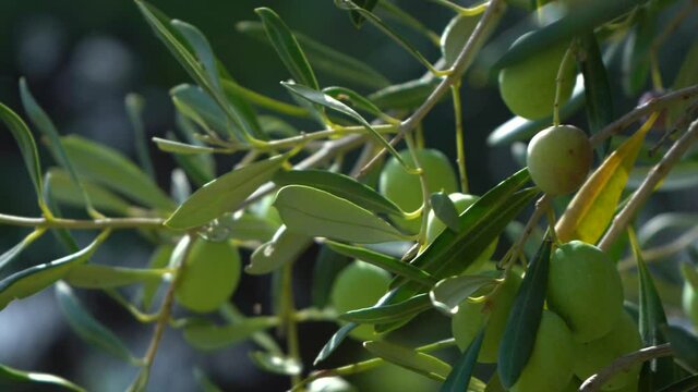 Fresh green olive trees growing outdoor in olive garden in Greece. Closeup view 4k stock video footage of beautiful organic tree branches