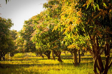 Fototapeta na wymiar Green mangoes on the tree,mango garden and blue sky,a branch of inflorescence mango flowers,