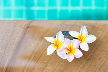 Obraz na płótnie Canvas Beautiful fresh Plumeria flower on swimming pool edge, tropical flower, summer and spring season concept, spa and wellness