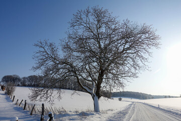 Obraz premium Large walnut tree (Juglans regia) in deep winter in Germany - Botanical photography of woody plants 