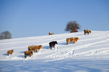German cattle in the deepest winder on the meadow under a blue sky

