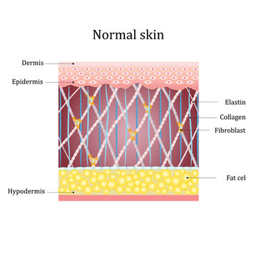 Structure human skin with collagen and elastin fibers, fibroblasts. Vector diagram