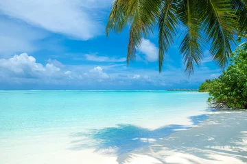 Poster tropisch eiland Malediven met wit zandstrand en zee © Pakhnyushchyy