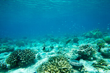 Tranquil underwater scene with copy space