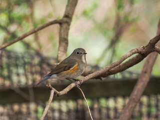 Fototapeta premium 木陰でのんびりくつろぐルリビタキ メス