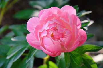 Pink Peony Paeonia Lactiflora in Blooming