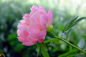 Pink Peony in Bloom Side View