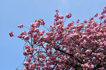 Close Up of Blossom on Cherry Tree in Full Bloom  against Blue Sky