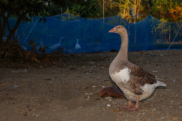 Gray female goose is stay and rest in  garden