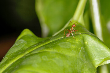 close up red ant on fresh leaf in nature