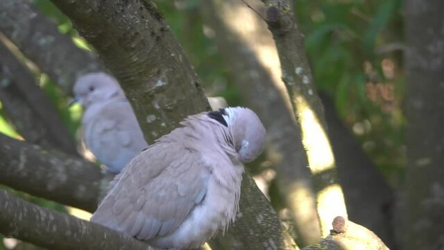 Two grey turtle doves are sitting on a tree branch