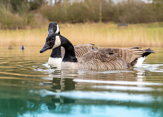 Canadian Geese Goose Low Level close up water level view portrait