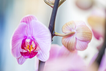 Beautiful light pink orchid flowers on twig, houseplant on blurred bokeh background. Close-up.