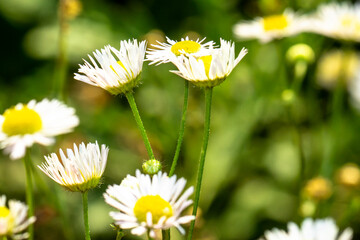 Wild camomile daisy flowers growing on green meadow, closeup camomile, macro, free copy space.