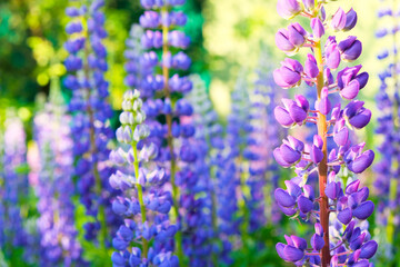 Fototapeta premium A field of blooming lupine flowers. Sunlight shines on plants. Violet summer flowers, blurred background.