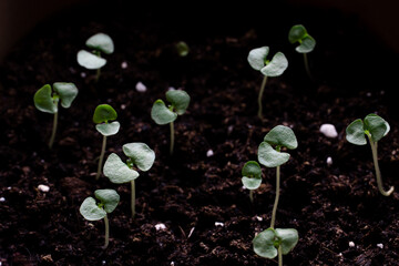 Young basil shoots one week after sowing seeds into the soil. Home garden.