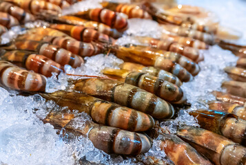 Giant tiger prawn or Asian tiger shrimp