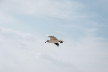 A beautiful lonely white seagull flies, soars at a height against a background of blue sky and clouds on a sunny day.