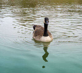 Canadian Geese Goose Low Level close up water level view portrait