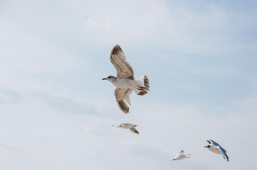 Beautiful white seagulls soar and fly with large spread wings against a background of blue sky and clouds.