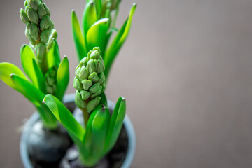 Fototapeta na wymiar Young hyacinth buds among green leaves on a neutral, light background. Spring, fresh flower in pot. Bulb plant. 