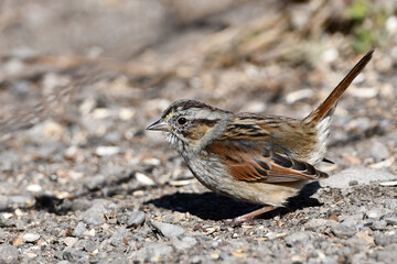Swamp Sparrow in wetlands