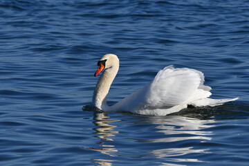 Naklejka premium Mute Swan drifting on lake