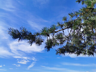 beautiful fluffy spruce branch with cones against a blue sky with white clouds