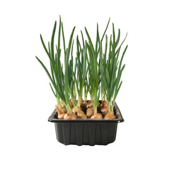Green onions grow in a plastic tray.