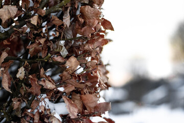 Getrocknete Blätter