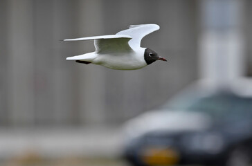 Black-headed gull // Lachmöwe (Chroicocephalus ridibundus)