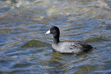 American Coot bird on lake