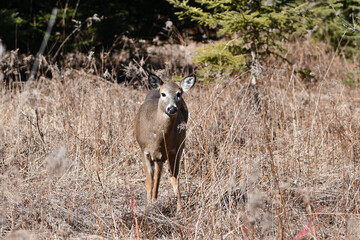 Deer at forest edge