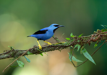 Shining Honeycreeper (Cyanerpes lucidus) perched on a branch in the rainforests of Boca Tapada, Laguna de Lagarto Lodge, Costa Rica
