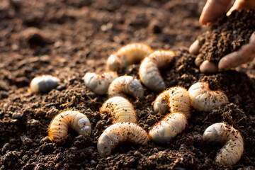 Many beetles on loose soil in cultured farms.