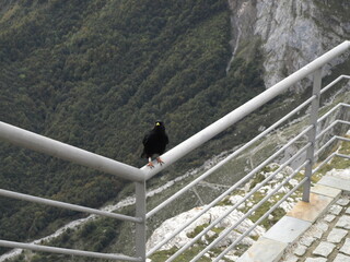 Una chova piquigualda (Pyrrhocorax graculus) con anilla posada en la valla metálica de un mirador...