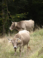 Un par de vacas marrones destinadas a consumo cárnico pastan en un prado en las márgenes de un...
