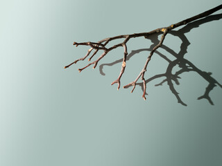 Slightly blurred abstract minimalistic background,bare tree branch with hard shadows in natural light on light gray-blue gradient backdrop.Interior poster,home wall decor,horizontal banner,copy space.